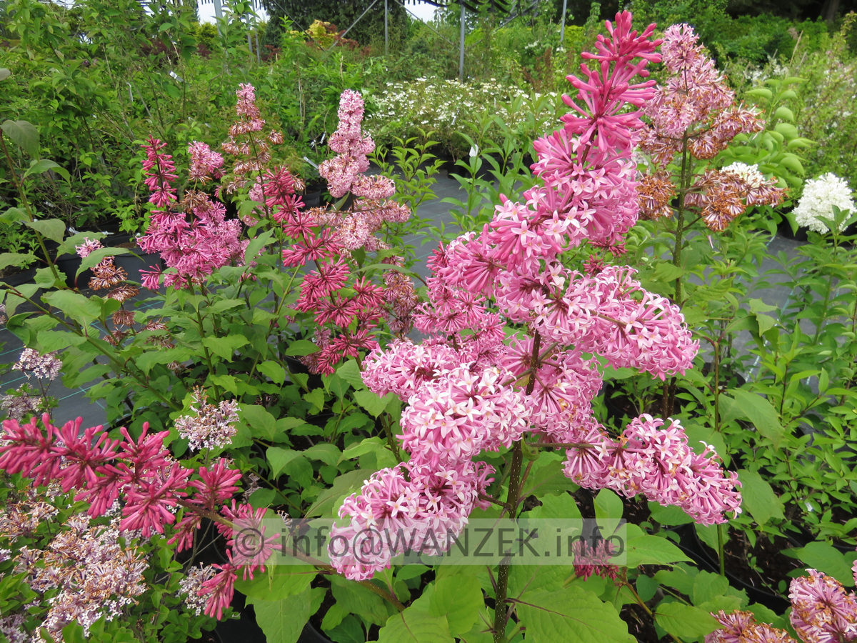 Syringa prestoniae Miss Canada 02b.JPG